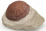 Red, Fossil Tortoise (Stylemys) - South Dakota #227350-1